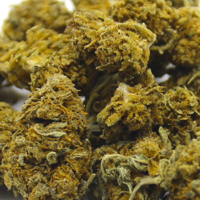 CBD harlequin Highexpress